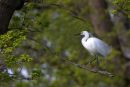 Little_Egret